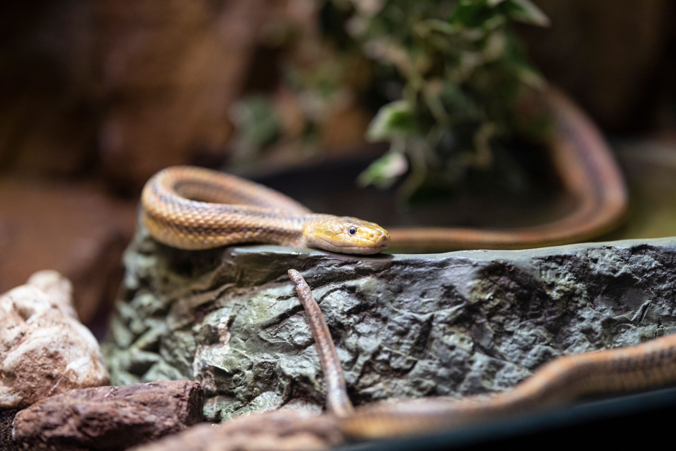 Totul a pornit de la un experiment realizat cu zece șerpi regali de sol (Erythrolamprus reginae), capturați din Amazonul columbian. Foto: pexels.com