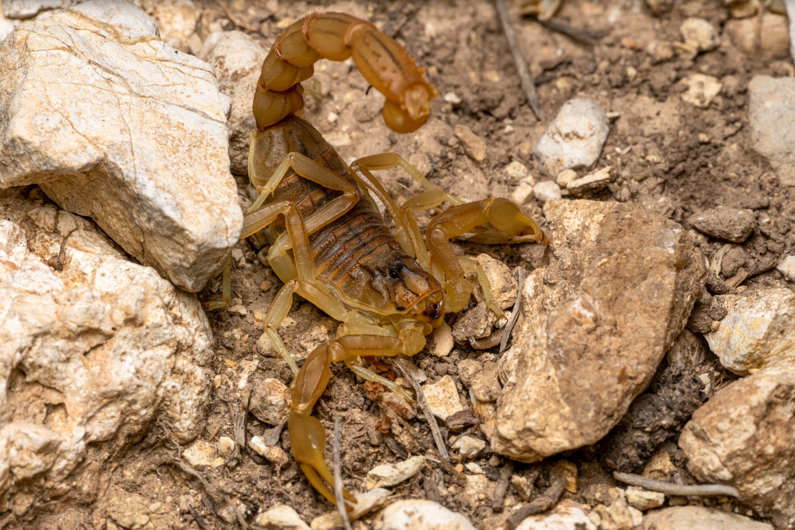 Alte specii au evoluat astfel încât să poată rezista acestor otrăvuri, iar unele au ajuns chiar să le stocheze și să le folosească în avantajul lor. Foto: pexels.com