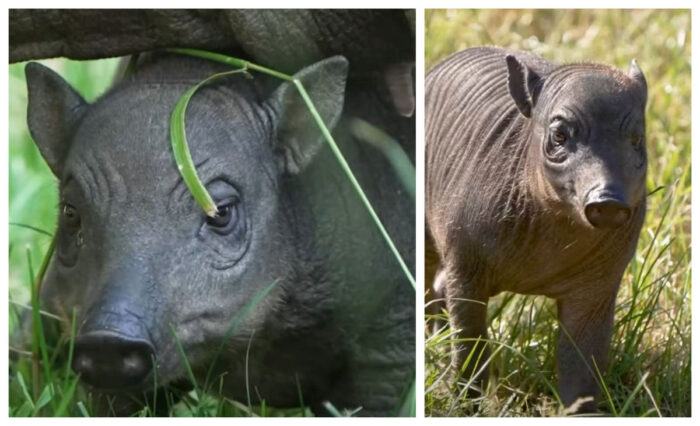 Rana, puiul rar care cucerește vizitatorii unei grădini zoologice din Marea Britanie! Face parte dintr-o specie aflată în pericol de dispariție