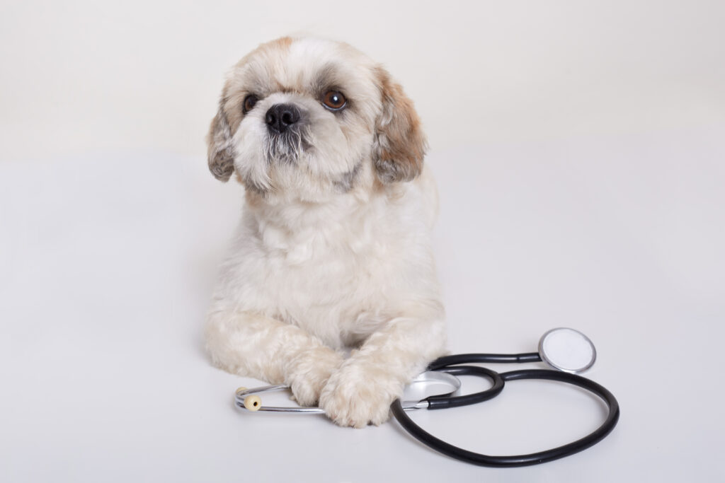 Cât de bine detectează stetoscopul cu inteligență artificială problemele cardiace la câini și pisici? Ce arată un nou studiu