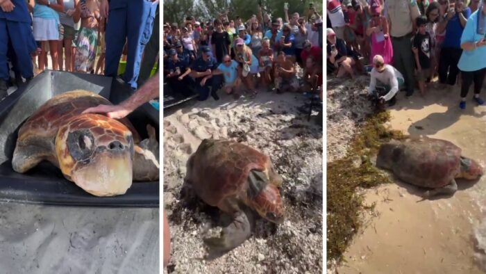 Timmy, țestoasa marină de 270 de kilograme, s-a întors în ocean după săptămâni de recuperare. Imagini VIDEO cu eliberarea emoționantă