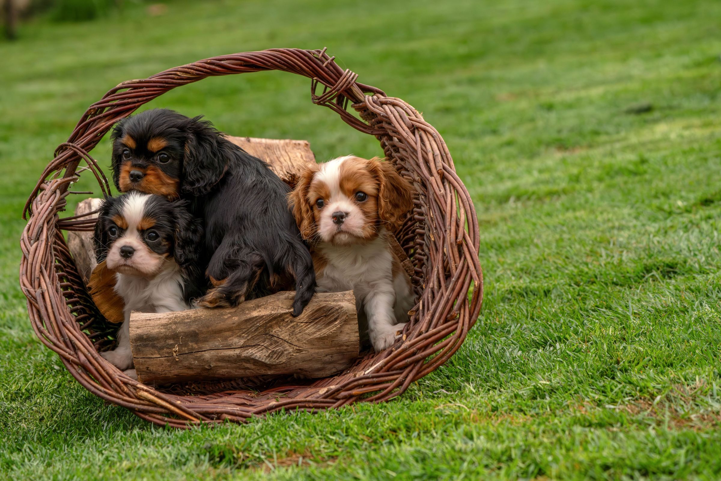 Este o rasă extrem de sociabilă, care dezvoltă o legătură puternică cu familia și nu se simte bine dacă este lăsată singură pentru perioade lungi. Foto: pexels.com