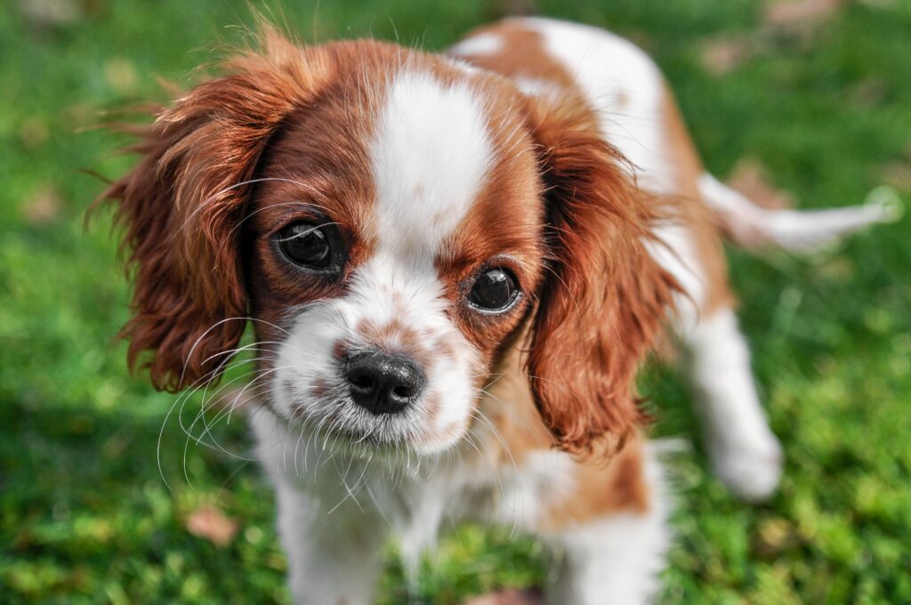 Tot ce trebuie să știi despre Cavalier King Charles Spaniel, rasa de câini care a avut acces până și în Parlament