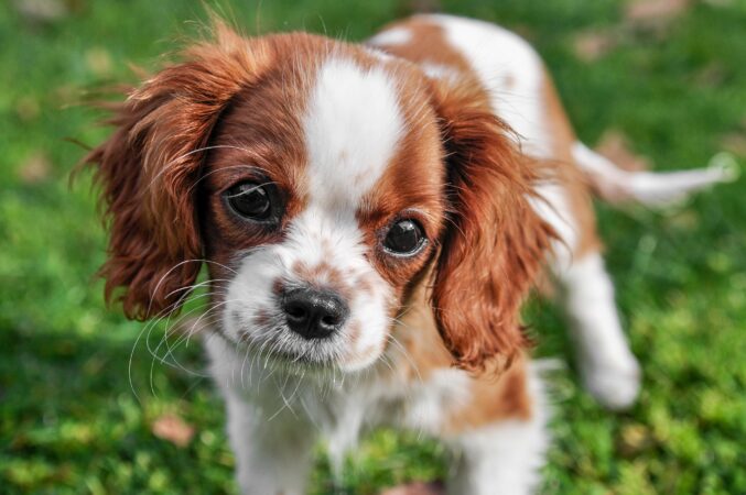 Tot ce trebuie să știi despre Cavalier King Charles Spaniel, rasa de câini care a avut acces până și în Parlament