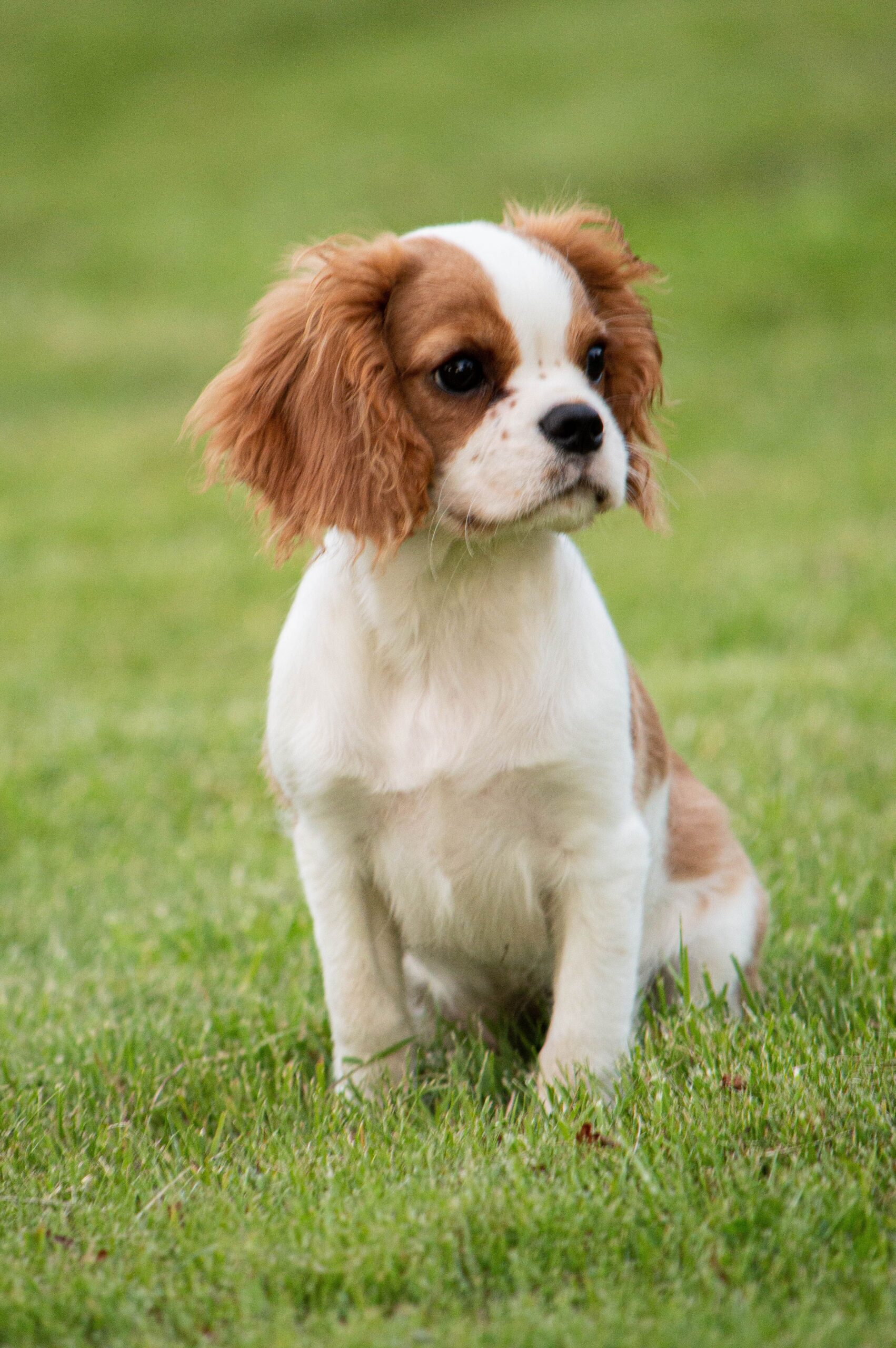 Cavalier King Charles Spaniel se numără printre cele mai apreciate rase de talie mică din lume. Foto: pexels.com