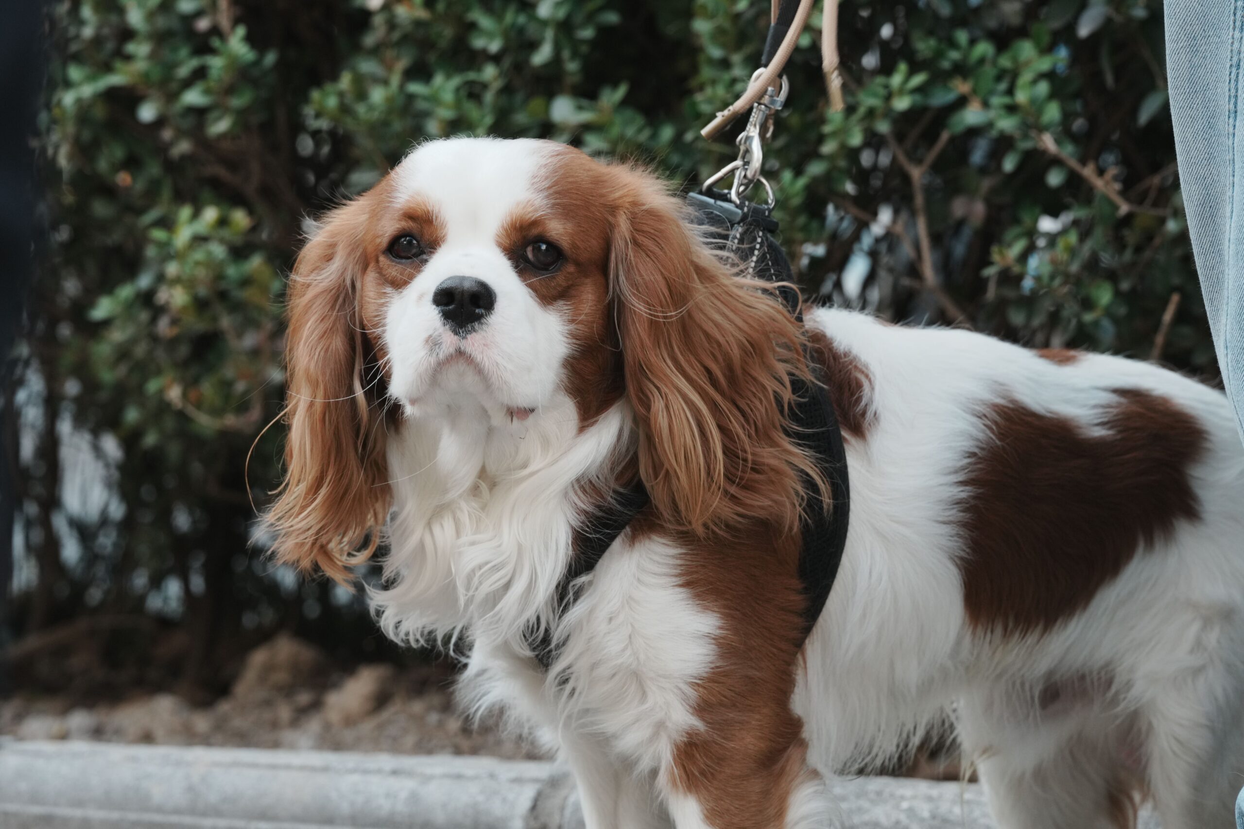 Cavalier King Charles Spaniel este un câine de talie mică, recunoscut după blana sa mătăsoasă, urechile lungi și căzute și ochii mari, expresivi. Foto: pexels.com