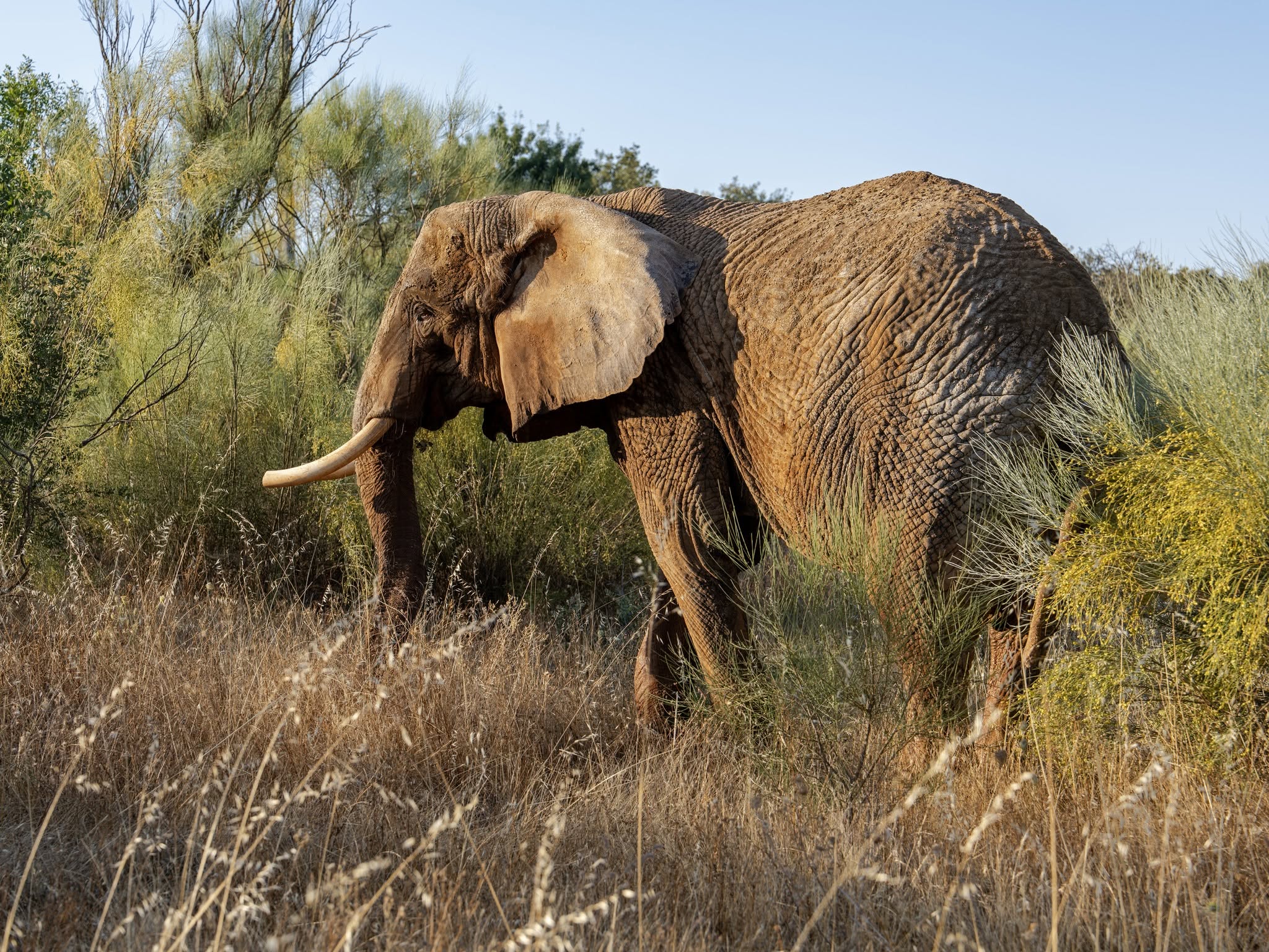 Ultimul elefant de circ din Portugalia s-a pensionat după 40 de ani de spectacole. Foto: Facebook Pangea Elephant Sanctuary