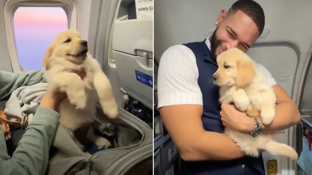 Un cățel Golden Retriever a cucerit întregul echipaj al unui avion. Reacția unui însoțitor de bord a devenit virală