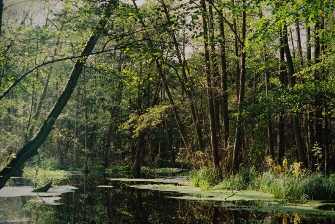Un cuplu din Florida a cumpărat o mlaștină de 18,21 hectare pentru a o salva. Ce s-a întâmplat apoi este spectaculos