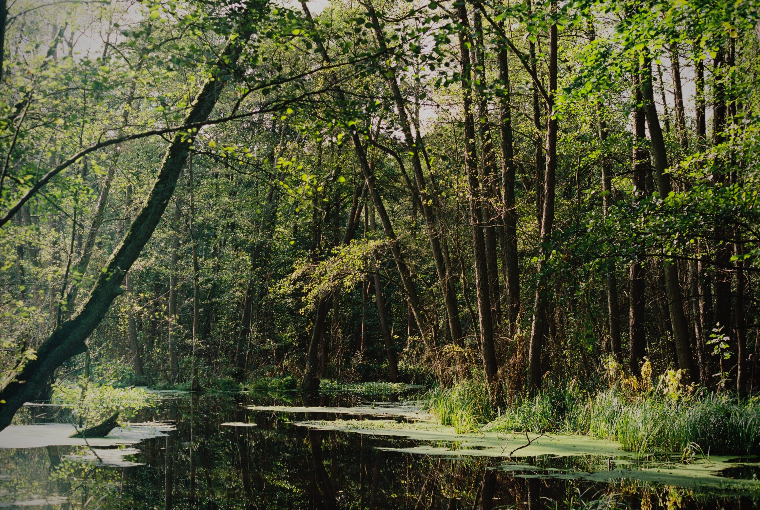 Un cuplu din Florida a cumpărat o mlaștină de 18,21 hectare pentru a o salva. Foto: pexels.com
