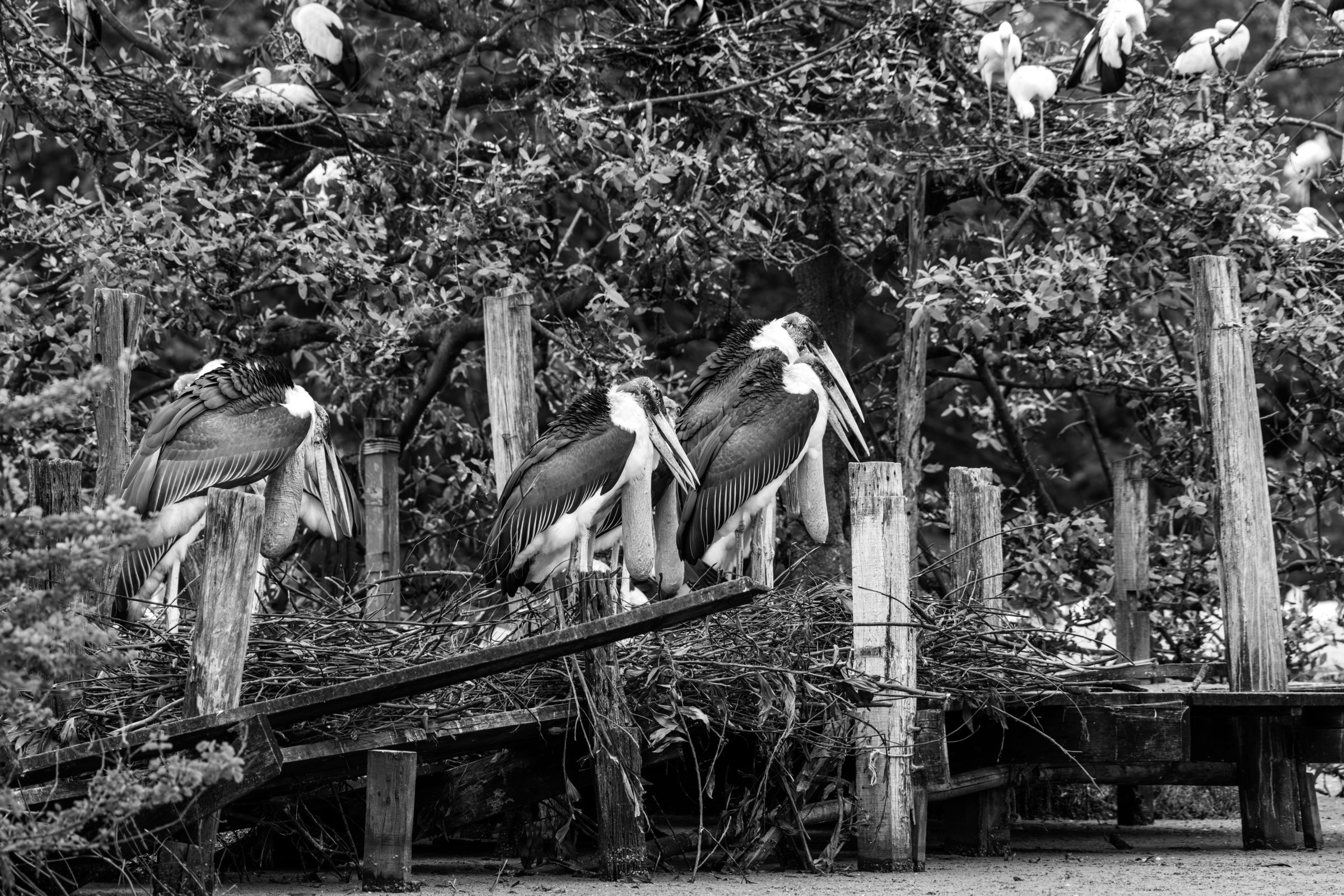 Cea mai spectaculoasă dovadă a valorii ecologice a mlaștinii a fost apariția coloniilor de berze de pădure. Foto: pexels.com