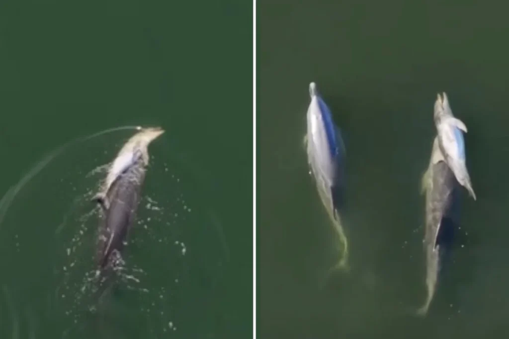 Imagini sfâșietoare în Australia. Un delfin și-a purtat puiul mort timp de 6 zile prin apă