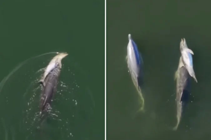 Imagini sfâșietoare în Australia. Un delfin și-a purtat puiul mort timp de 6 zile prin apă