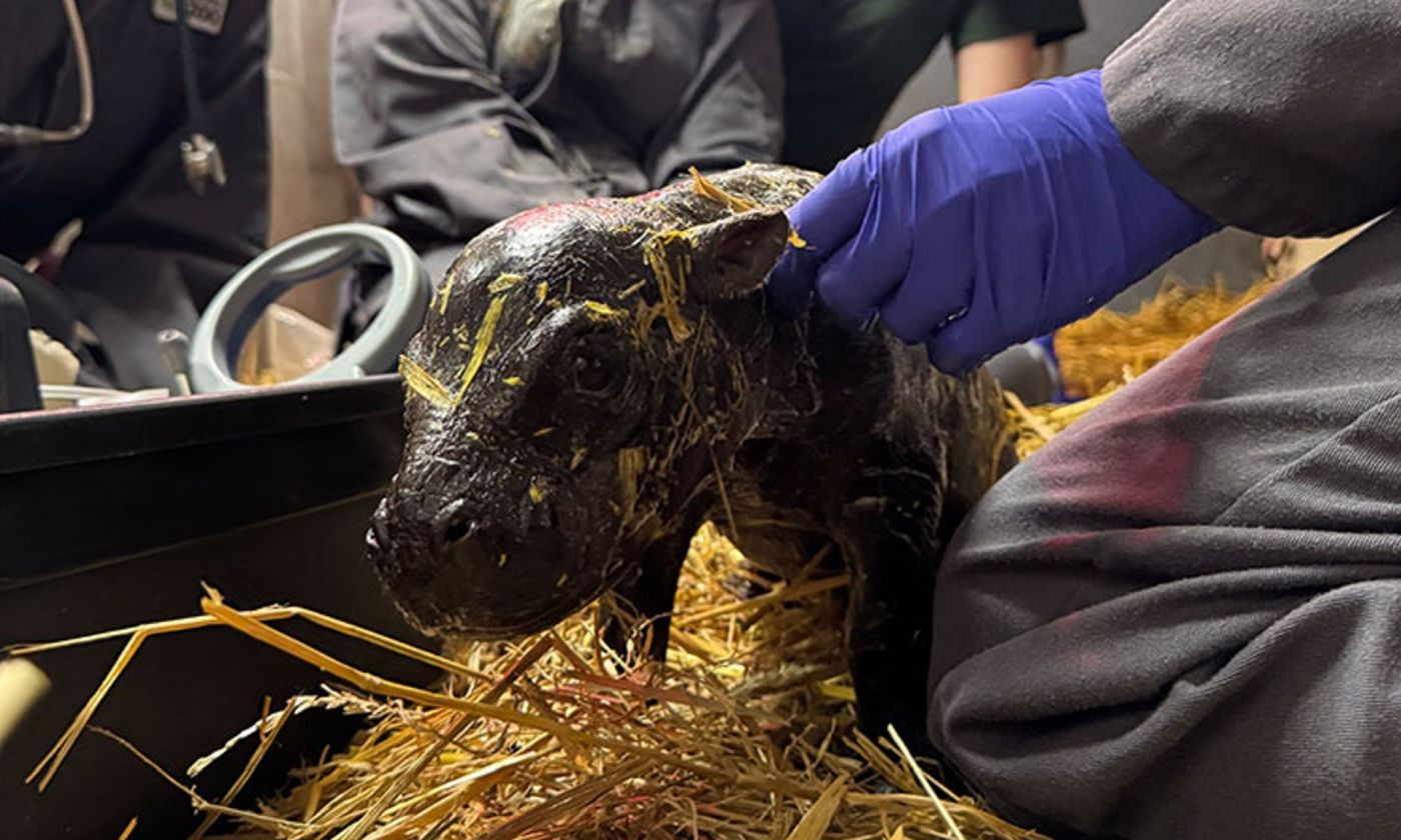 Un nou pui de hipopotam pigmeu s-a născut la Grădina Zoologică din Toronto. Sursa foto: Toronto Zoo