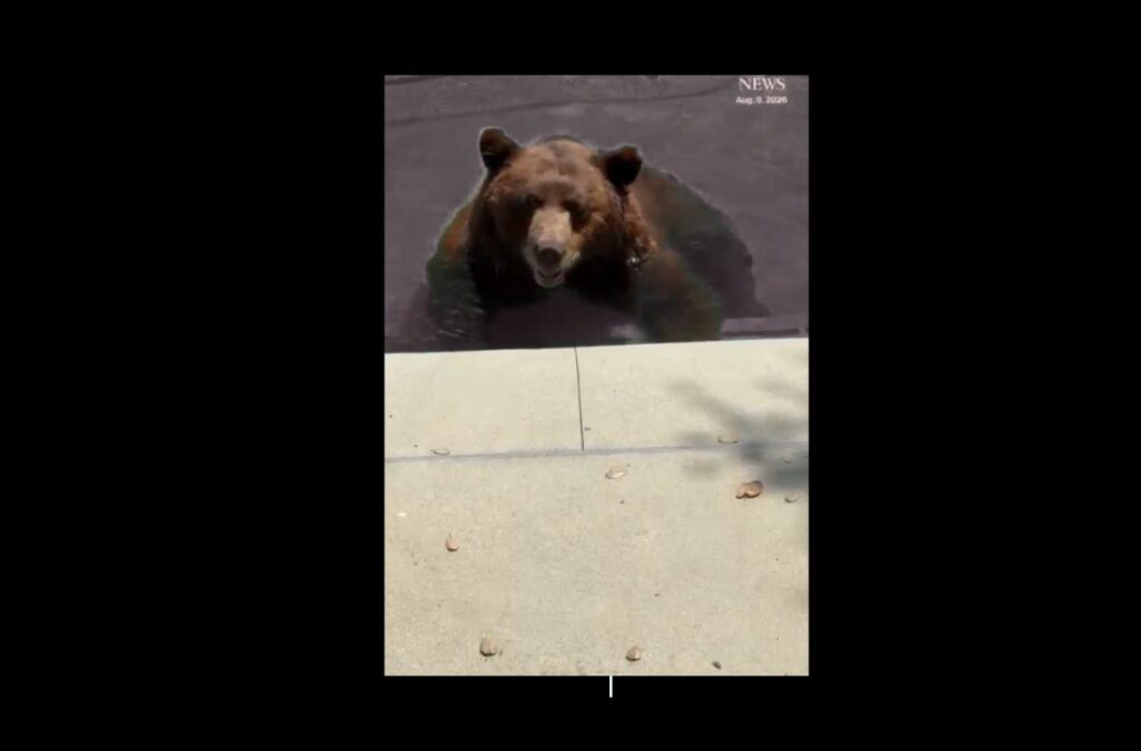 S-a simțit ca acasă: un urs a intrat în piscina unei familii din California și a profitat din plin de „invitație” | VIDEO