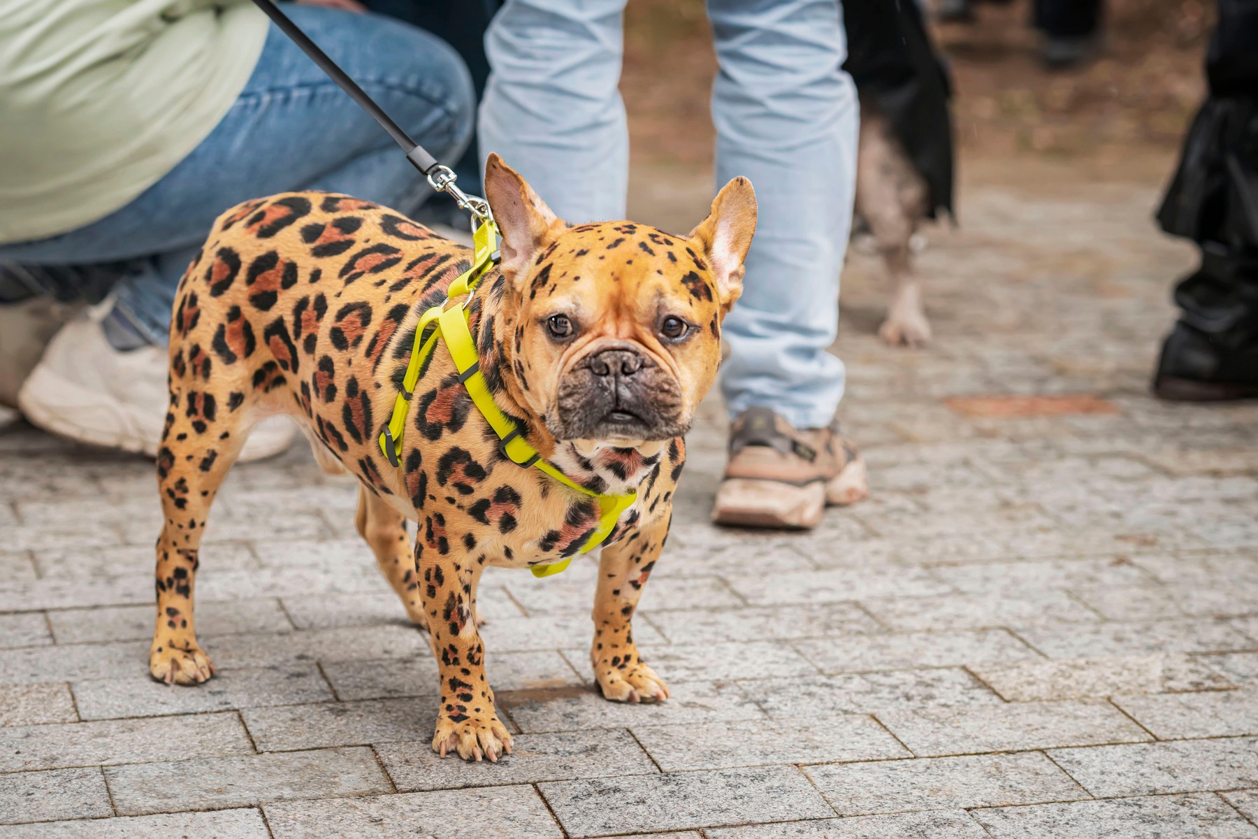 Cât de sigure sunt noile trenduri de grooming pentru câini? Simina Preda, groomer, a explicat ce produse pot fi folosite și când trebuie refuzată o procedură. Sursa foto: Svet_Iso / Alamy / Profimedia