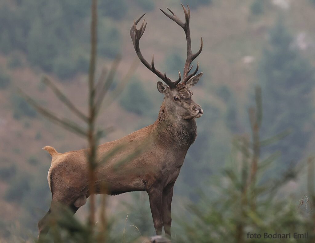 Ce se întâmplă în pădurile Bucovinei când oamenii nu sunt prin preajmă? Poveștile spectaculoase ale celor care monitorizează fauna sălbatică: „Am înregistrat urletele haitelor în miezul unor nopți geroase de iarnă” Interviu EXCLUSIV