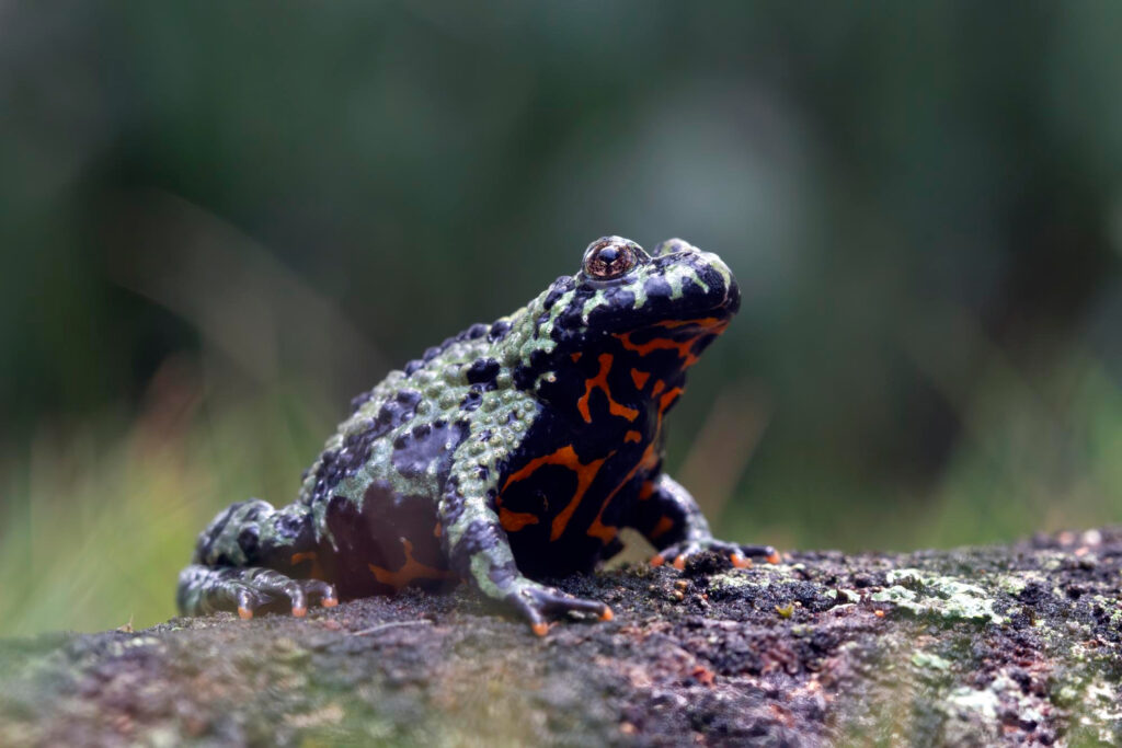 Peste 650 de broaște dintr-o specie amenințată au fost eliberate în natură. Un nou pas pentru salvarea lor. Foto: Magnific.com