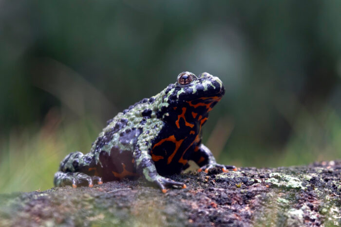 Peste 650 de broaște dintr-o specie amenințată au fost eliberate în natură. Un nou pas pentru salvarea lor