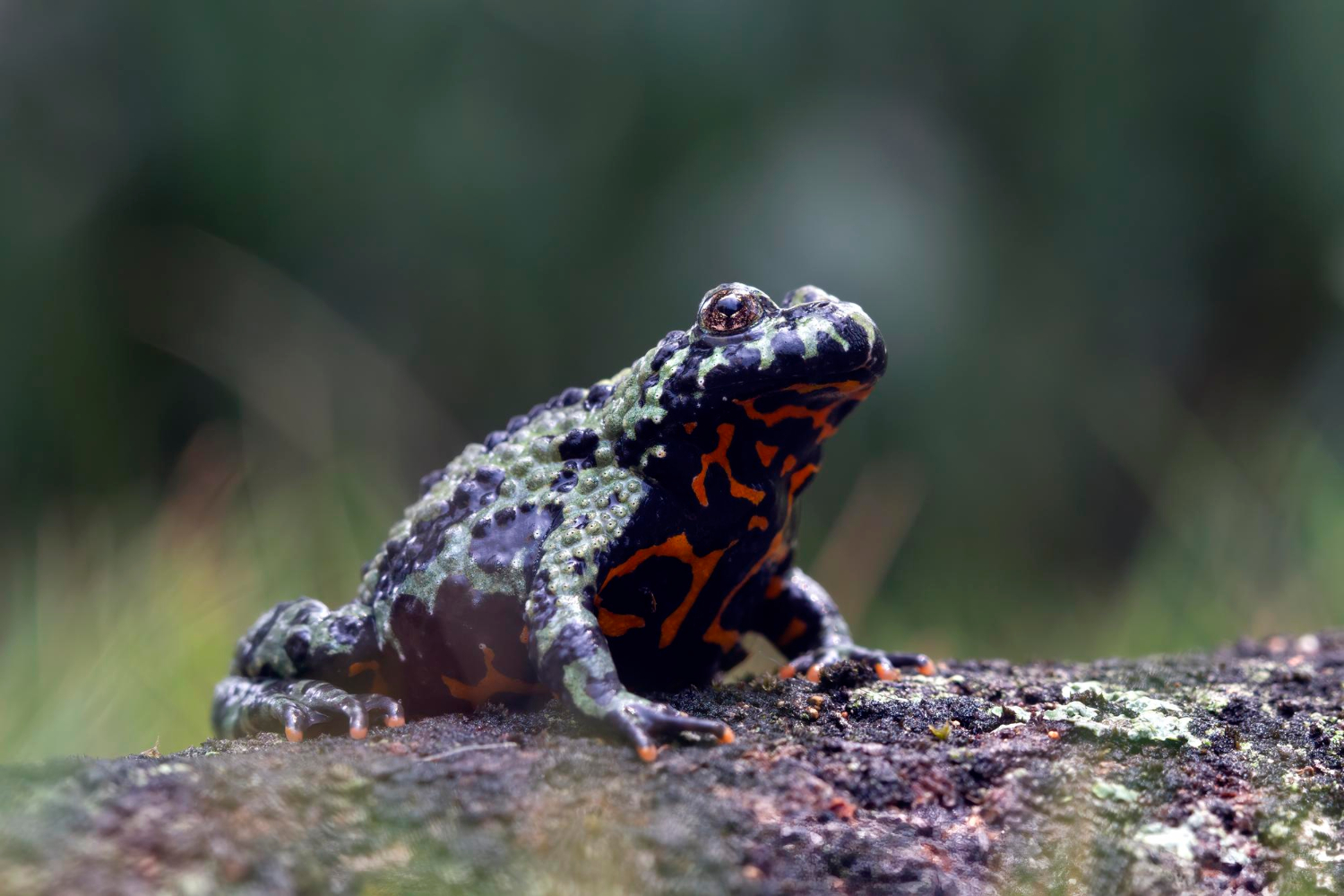 Peste 650 de broaște dintr-o specie amenințată au fost eliberate în natură. Un nou pas pentru salvarea lor. Foto: Magnific.com