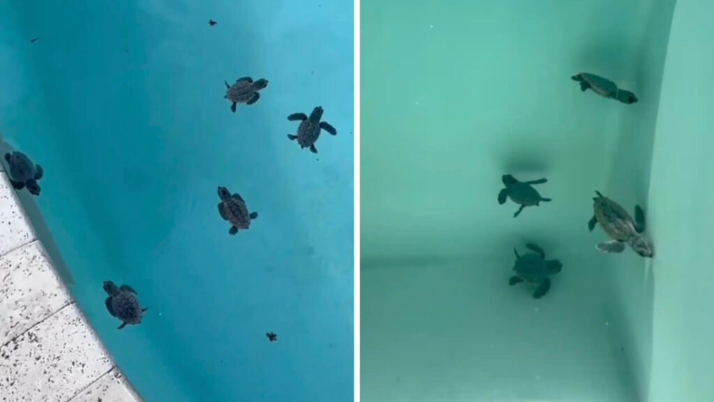 64 de pui de țestoasă marină au ajuns într-o piscină din Florida. Motivul pentru care au făcut această alegere neașteptată