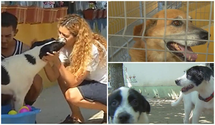 Adăpostul din Ilfov unde câinii au primit o nouă șansă la viață. „Moșu”, printre animalele care așteaptă acum o familie