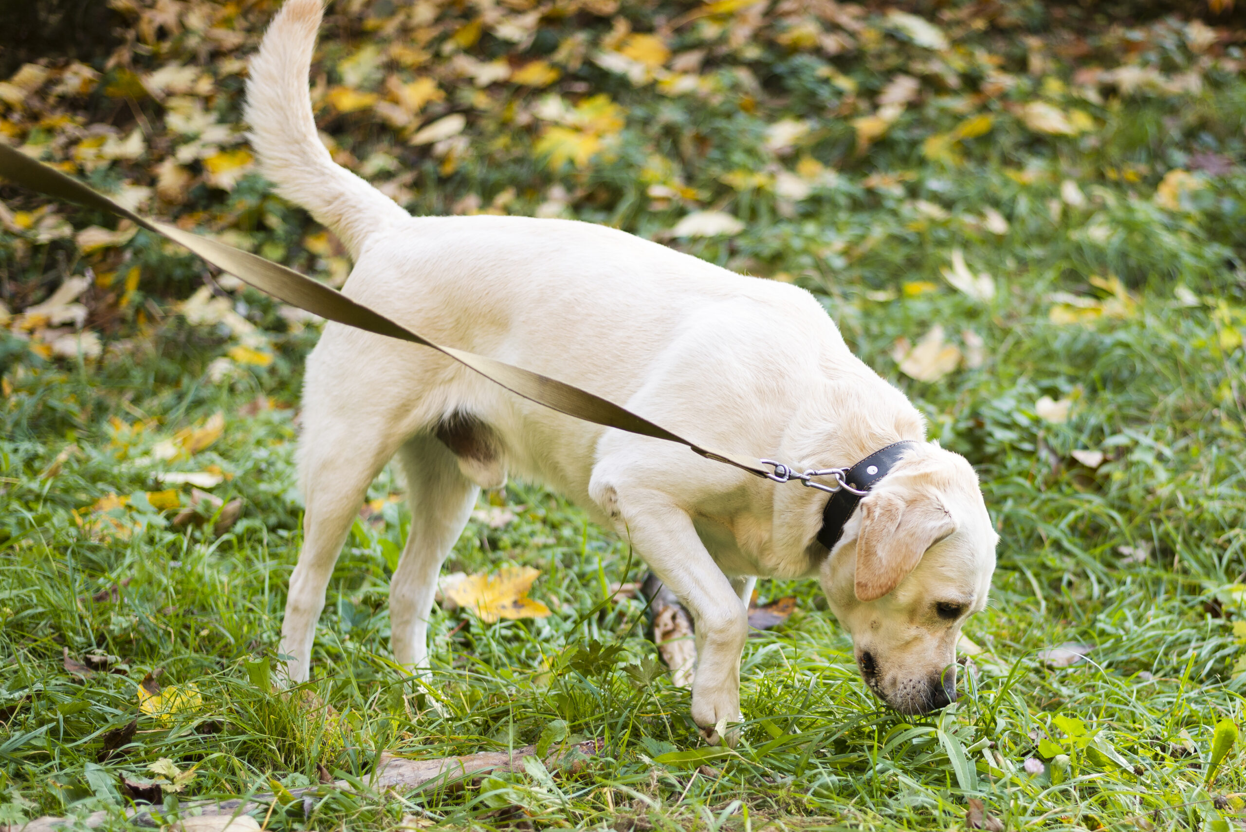 Câinii de detecție pot da mai multe alarme false când le este foame. Ce arată un nou studiu