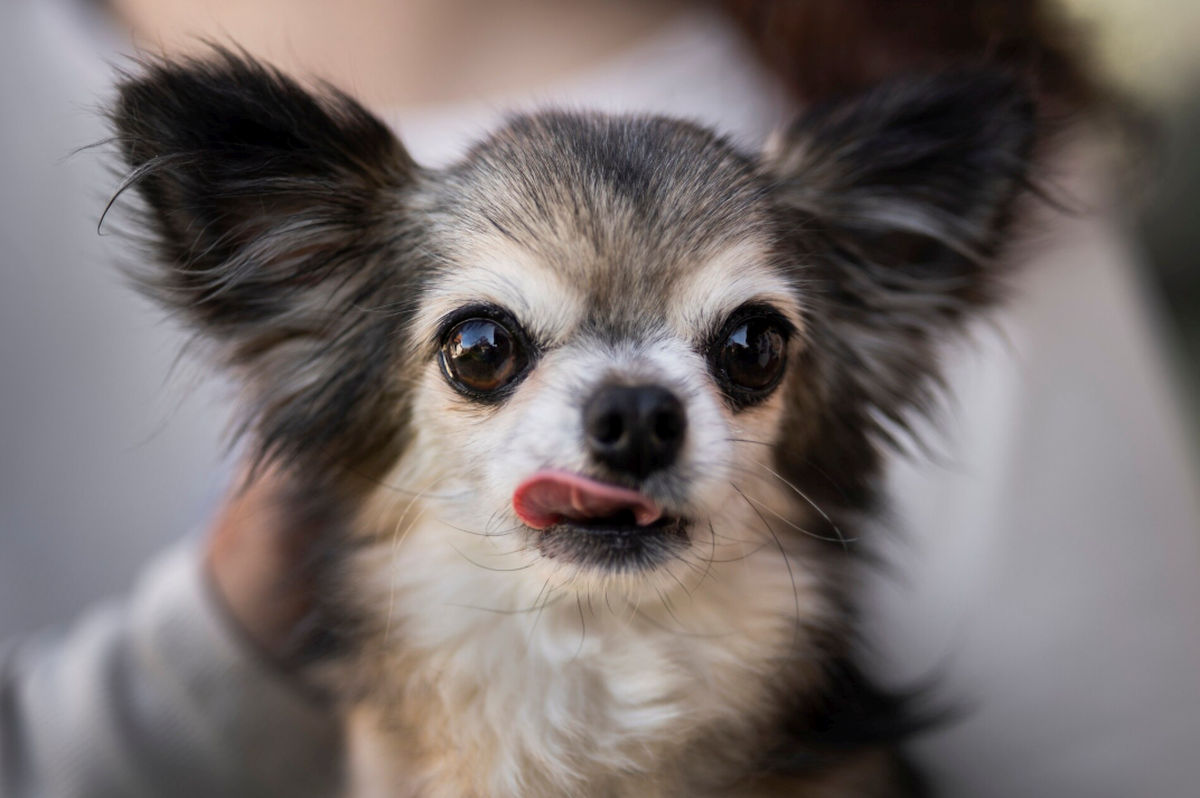 Chihuahua au o legătură genetică surprinzătoare cu un animal sălbatic. Ce au descoperit cercetătorii în ADN-ul lor