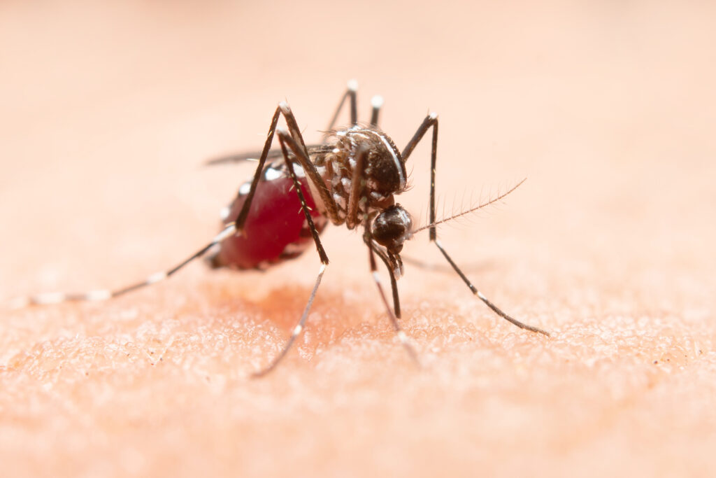Găinile santinelă detectează prezența virusului West Nile și îi avertizează pe cercetători înainte ca numărul cazurilor să crească. Sursa: Magnific.com