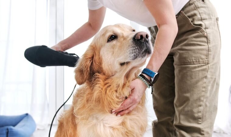 Greșeala pe care o fac mulți proprietari de Golden Retriever. Un crescător a explicat cum se îngrijește corect, ce mănâncă și la ce probleme de sănătate este predispus un câine din această rasă EXCLUSIV