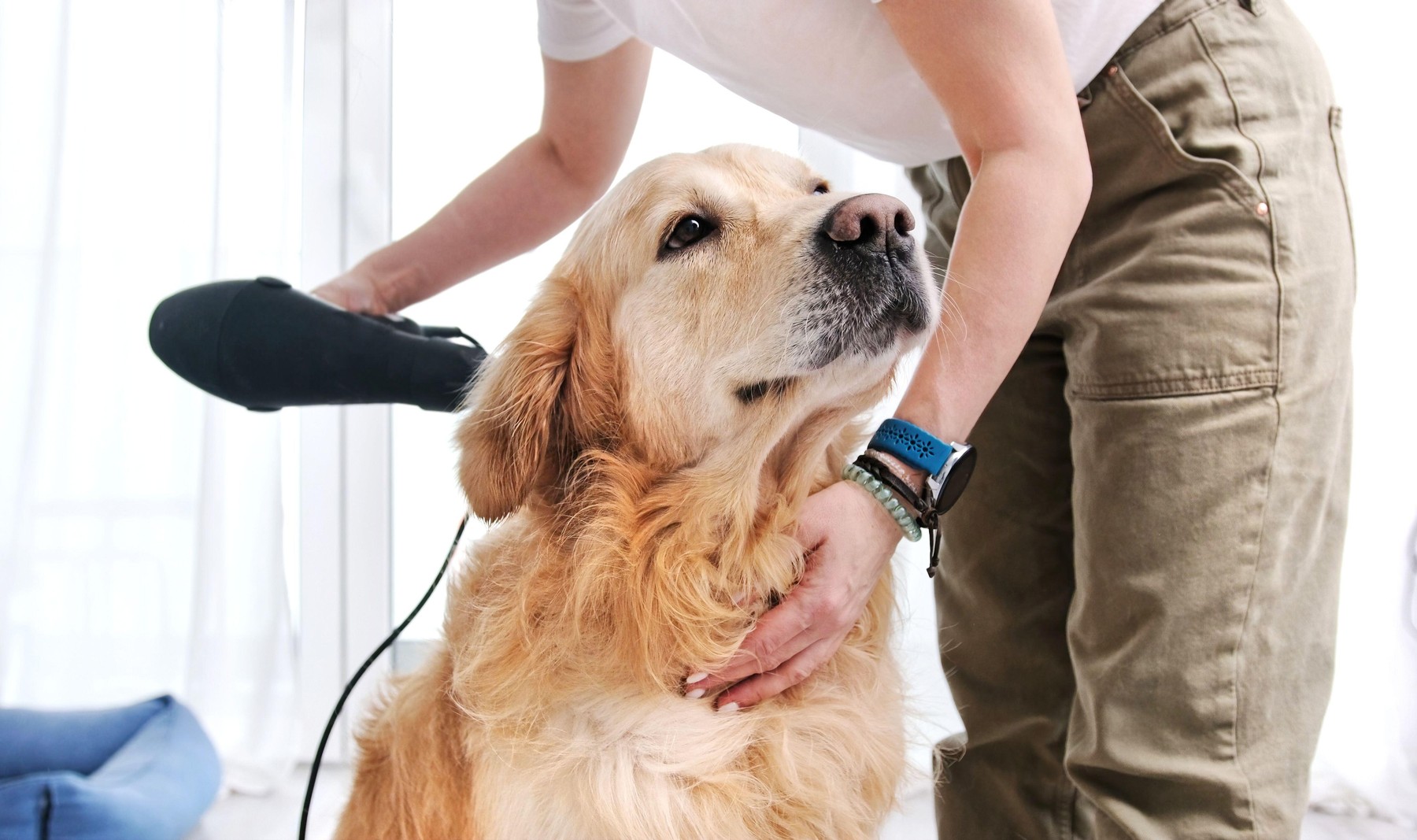 Cât de des trebuie periat un Golden Retriever, cum trebuie hrănit și care sunt cele mai frecvente probleme de sănătate. Sursa foto: Ievgen Skrypko / Alamy / Profimedia