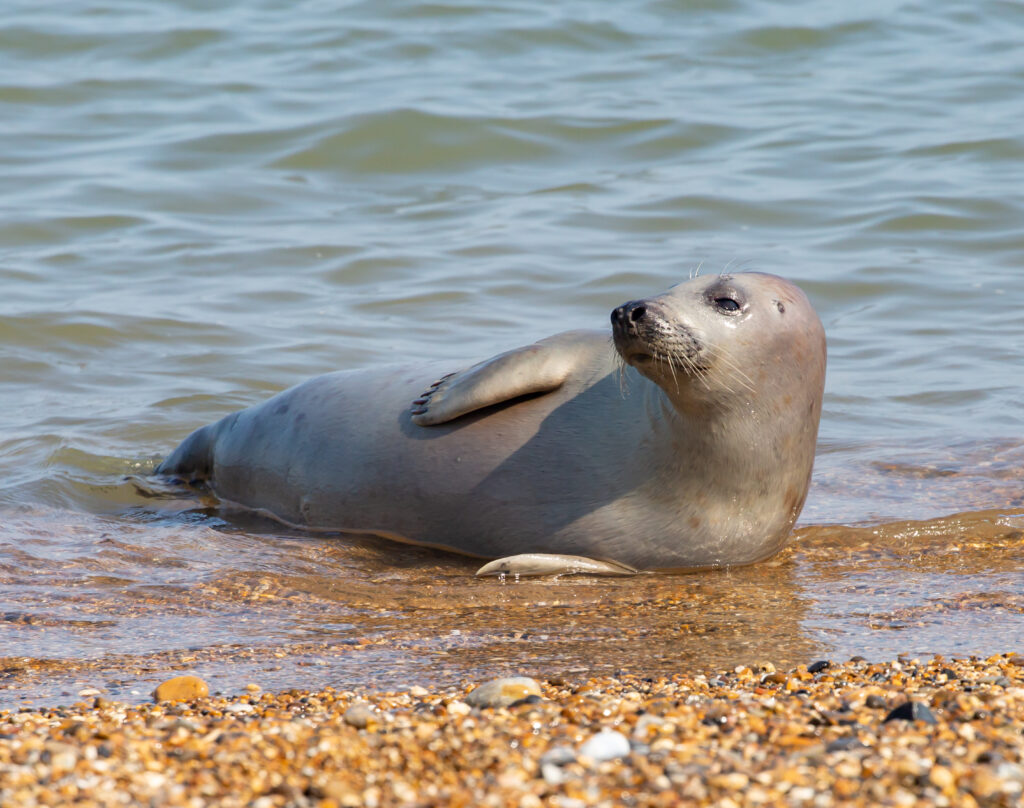 Gripa aviară a ucis un leu de mare dintr-o specie amenințată. Cazul care îi îngrijorează pe specialiști. Foto: Magnific.com