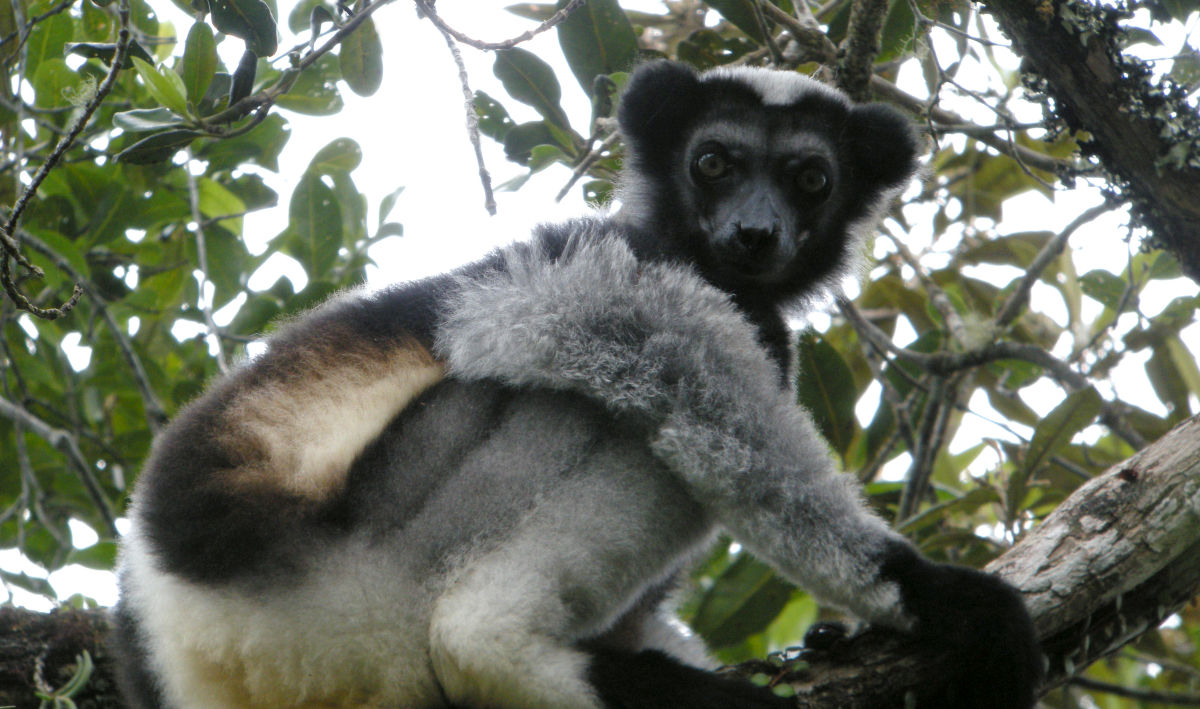 Lemurul din Madagascar care „cântă” asemenea unei soprane. Ce au descoperit cercetătorii despre vocea indriului