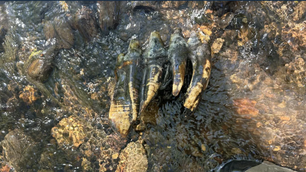 Un dinte de mastodont vechi de peste 10.000 de ani a fost găsit întâmplător într-un pârâu din California și va fi studiat la Stanford. Image credit: Balance Hydrologics, LiveScience.com