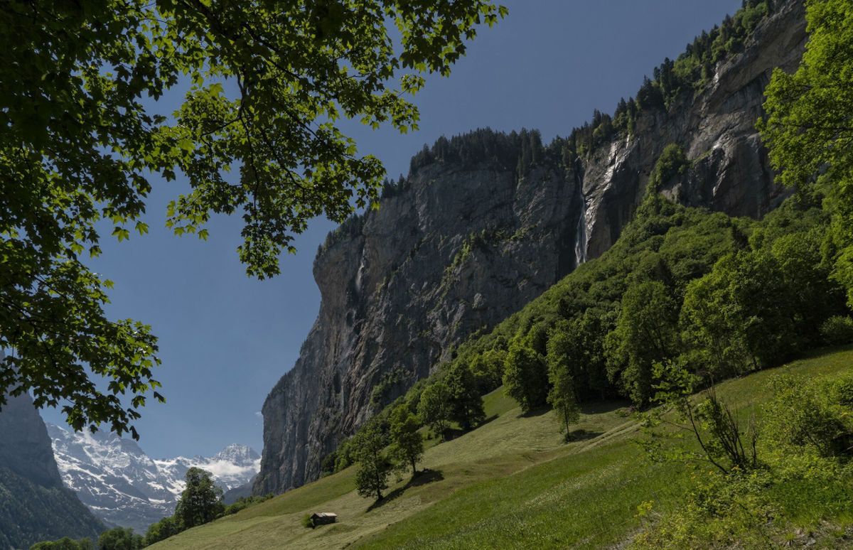 Munții Europei se înverzesc pe măsură ce clima se încălzește. Speciile de la altitudine sunt tot mai vulnerabile