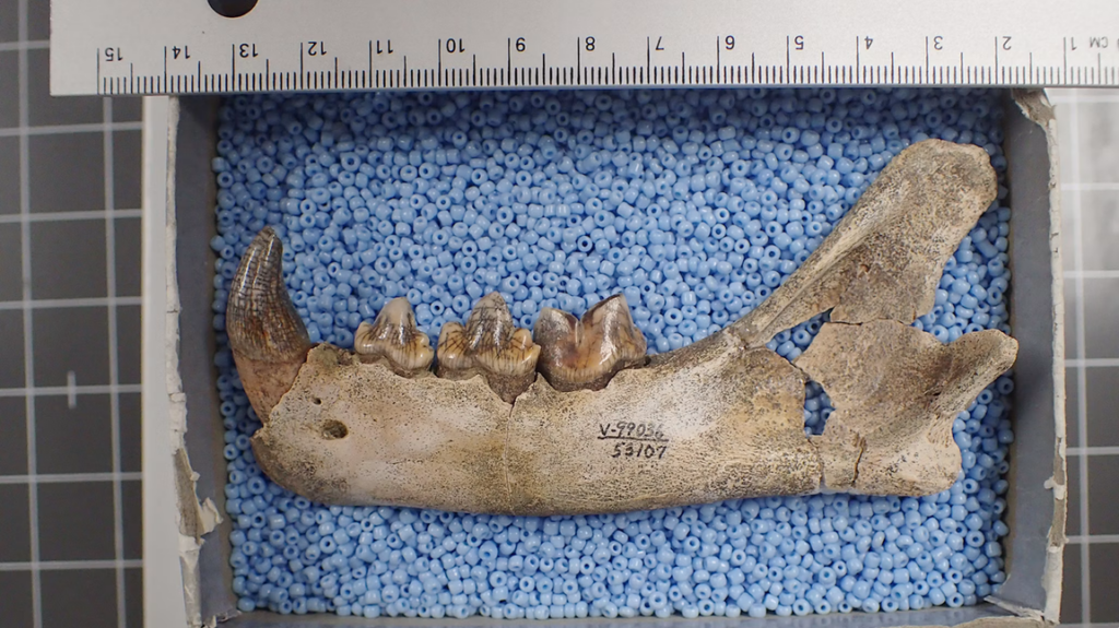 Mandibulă de Miracinonyx, „ghepardul american”, descoperită în peștera Natural Trap din nord-vestul statului Wyoming. (Julie Meachen)