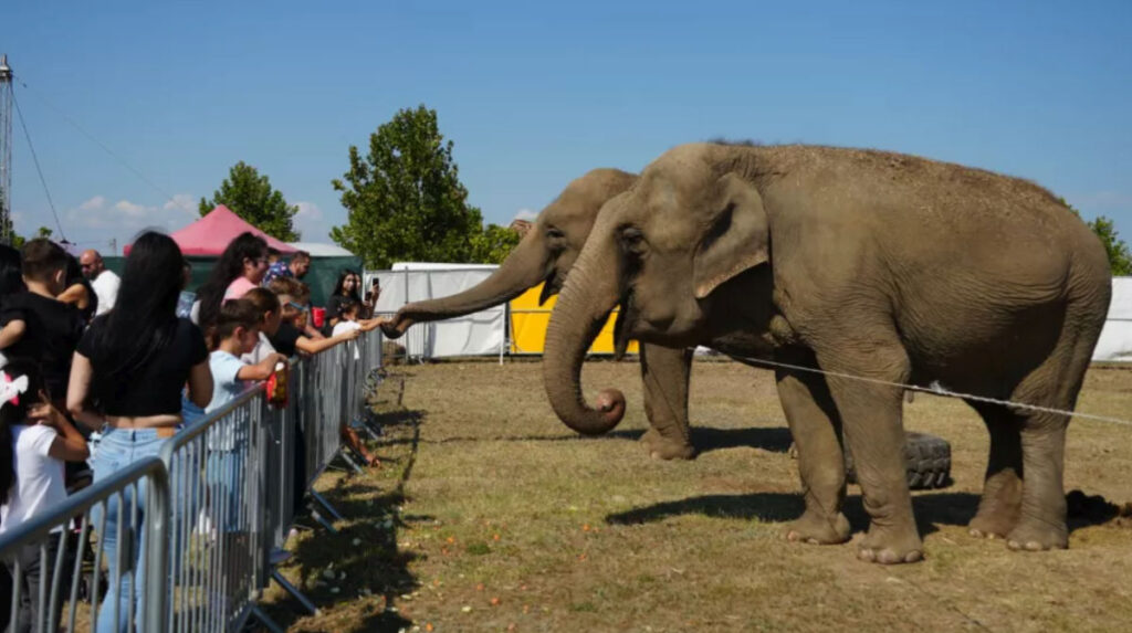 Zoo Park și-a deschis porțile la Cumpăna. Peste 50 de animale exotice îi așteaptă pe vizitatori. VIDEO