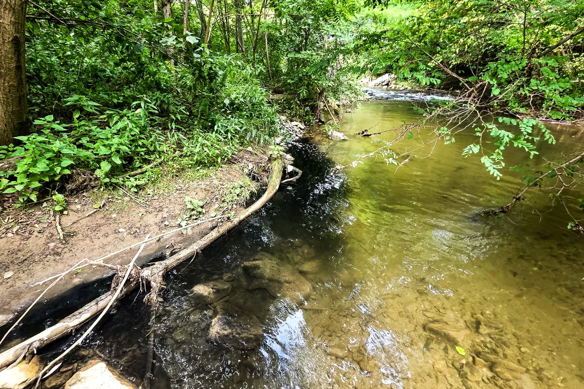 Aspretele (Romanichthys valsanicola) este endemic României și trăiește în prezent doar în râul Vâlsan. Foto: Facebook Asociația Aspretele Trăiește