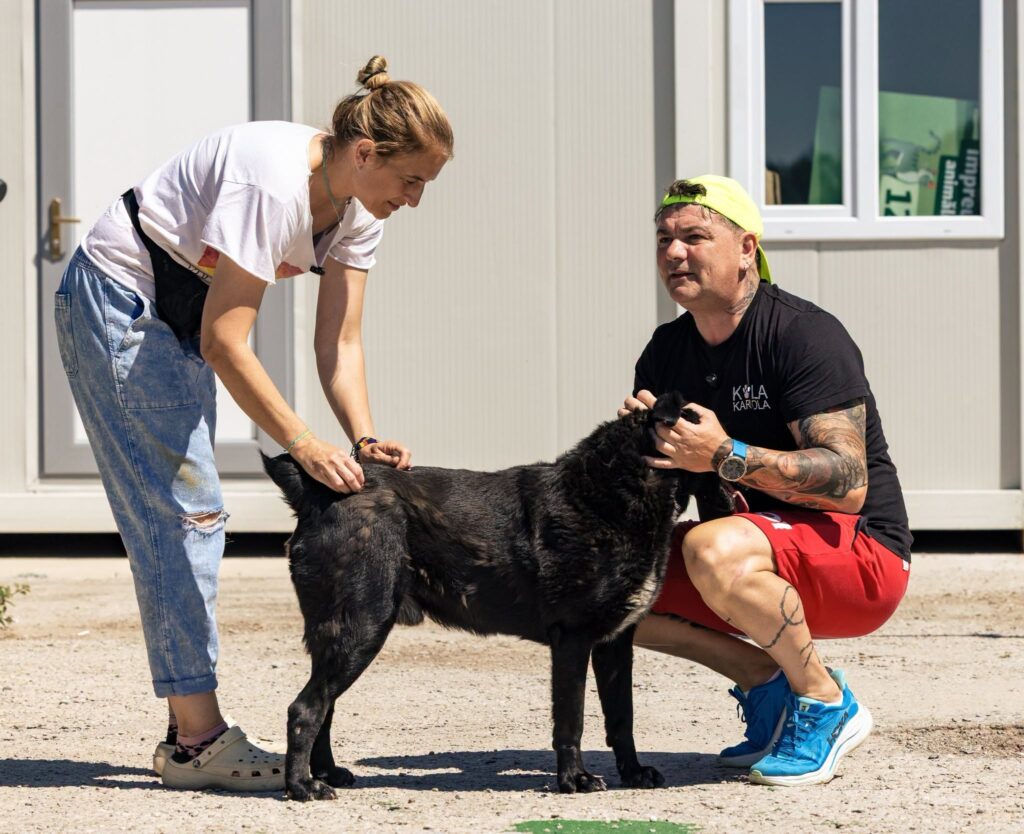 Ateliere gratuite pentru iubitorii de animale în patru orașe din România. Ce pregătesc PPC și Kola Kariola
