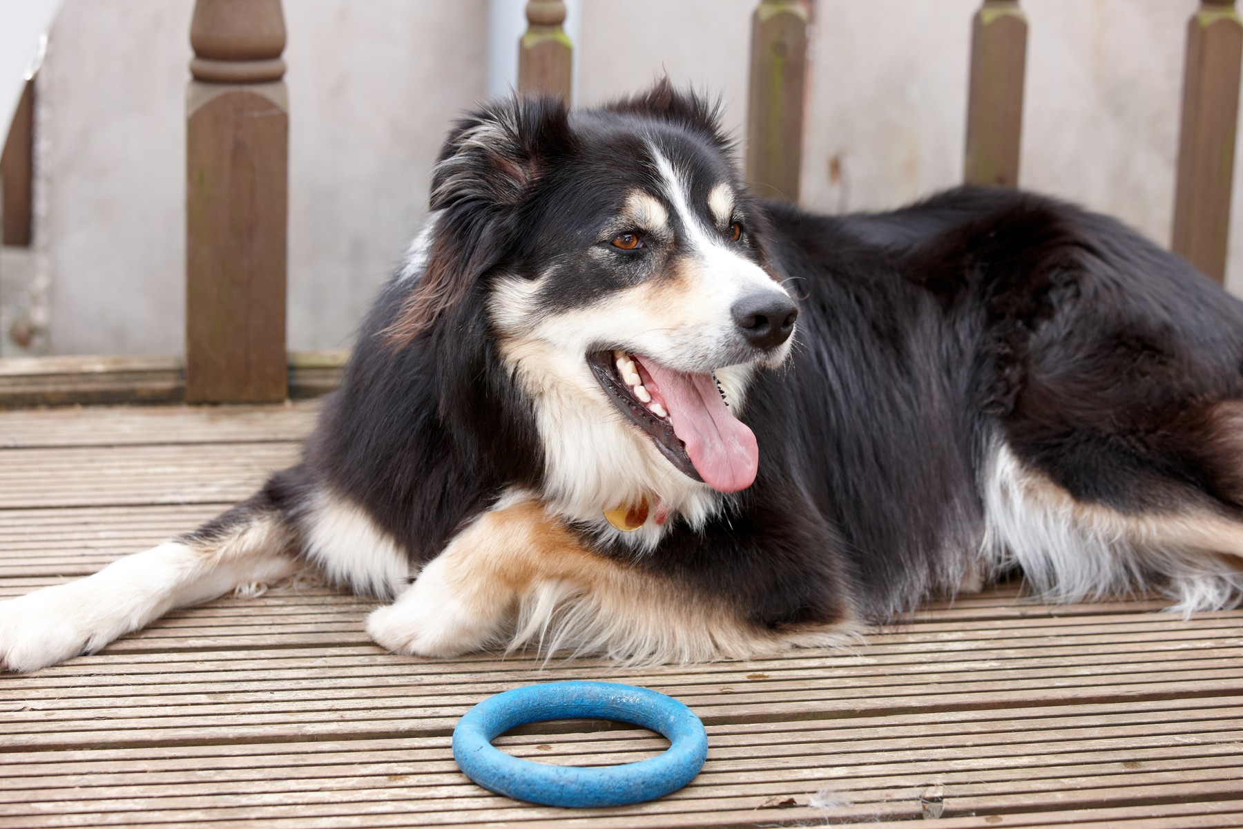 De câtă mișcare are nevoie un Border Collie, cum trebuie adaptată alimentația la nivelul de activitate și de ce este importantă protejarea articulațiilor încă din perioada de creștere. Sursa foto: Sally Williams / Panthermedia / Profimedia