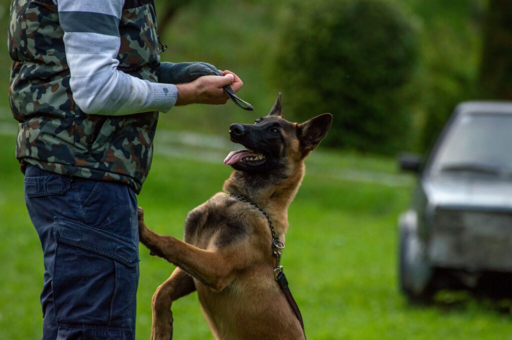 Câine Malinois, lăsat nesupravegheat, a atacat un bărbat la Lacul Noua. Foto: pexels.com