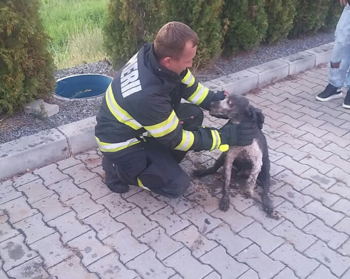 Câine salvat de pompieri după ce a rămas blocat într-un canal descoperit, în Chiștag! Patrupedul nu a suferit răni