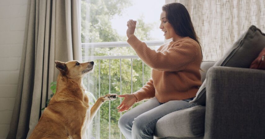 Câinele ascultă de dresor, dar nu și de stăpân? De ce „uită” comenzile când ajunge acasă. Alin Moldovan, instructor canin: „Nu există rezultate fără muncă” EXCLUSIV
