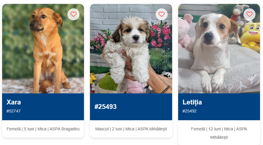 ASPA organizează un nou târg de adopții, unde vor putea fi întâlniți câini din adăposturile instituției, dar și pisici salvate de Asociația One Rescue. Foto: ASPA