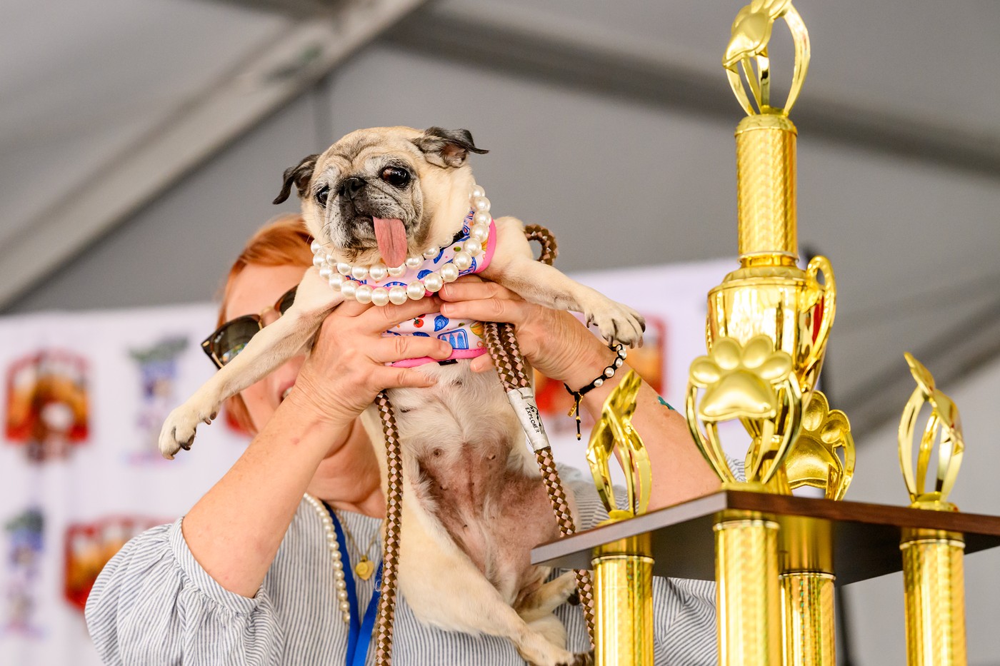 „Cel mai urât câine din lume” în 2026 este un pug. Sursa foto: Profimedia
