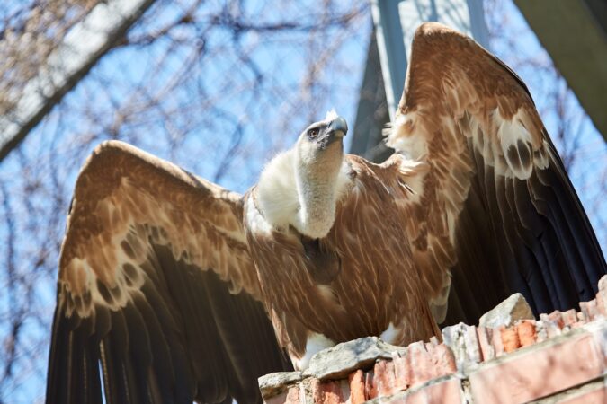 Ce păsări au dispărut din România și ce a dus la extincția lor. Specialiștii încearcă acum să readucă o specie importantă: „Reintroducerea este extrem de complexă” EXCLUSIV
