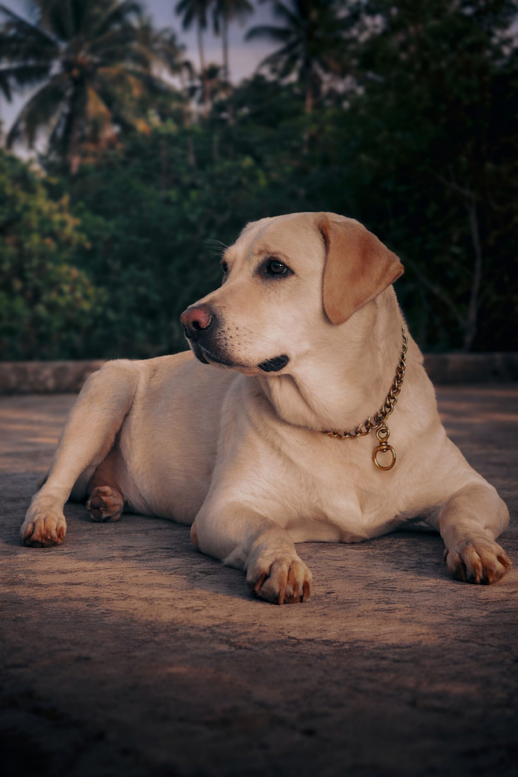Cel mai bun câine pentru o familie nu este neapărat cel mai popular sau cel mai spectaculos. Foto: pexels.com
