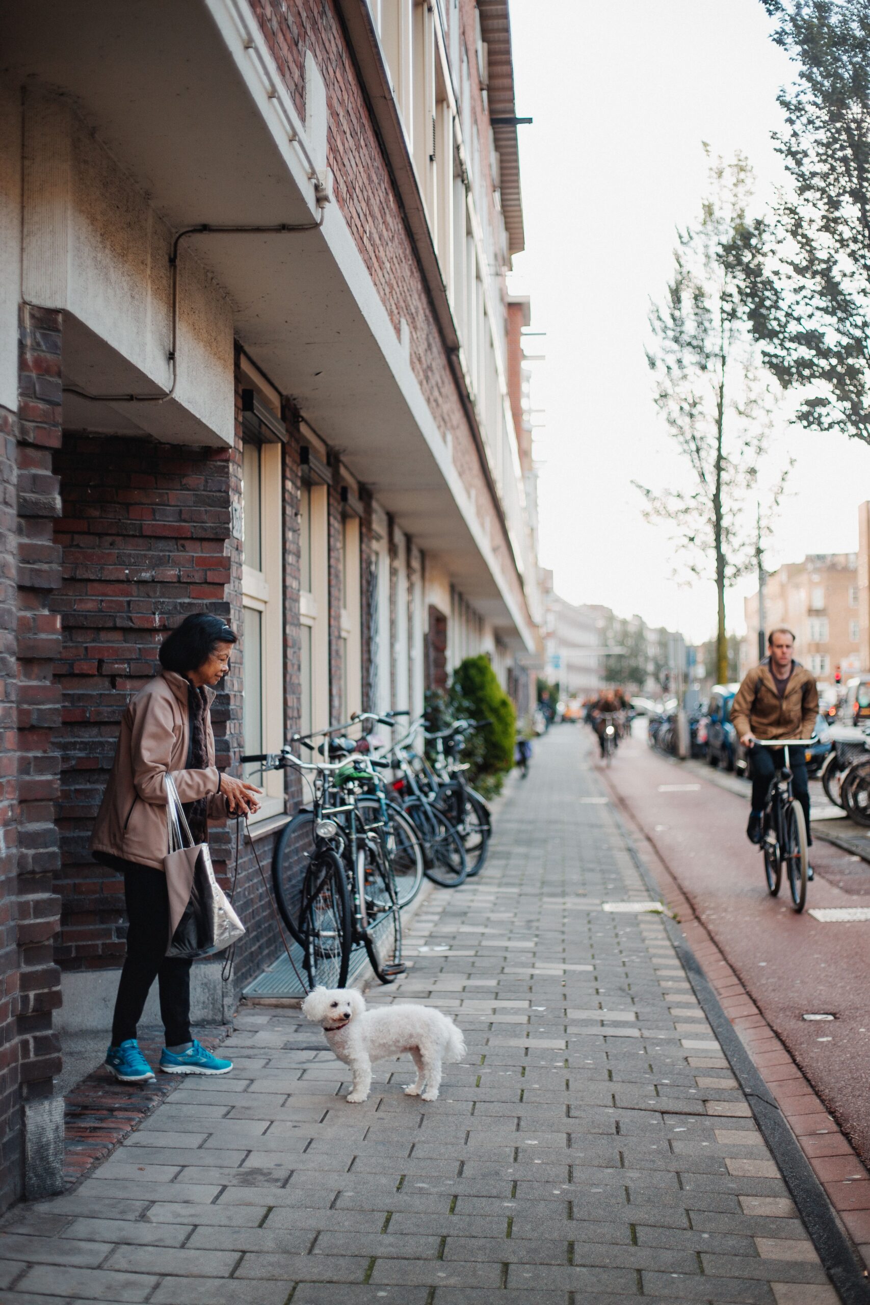 Deși în numeroase localități din Țările de Jos există o taxă pentru câini, în Amsterdam proprietarii nu trebuie să plătească această taxă. Foto: pexels.com