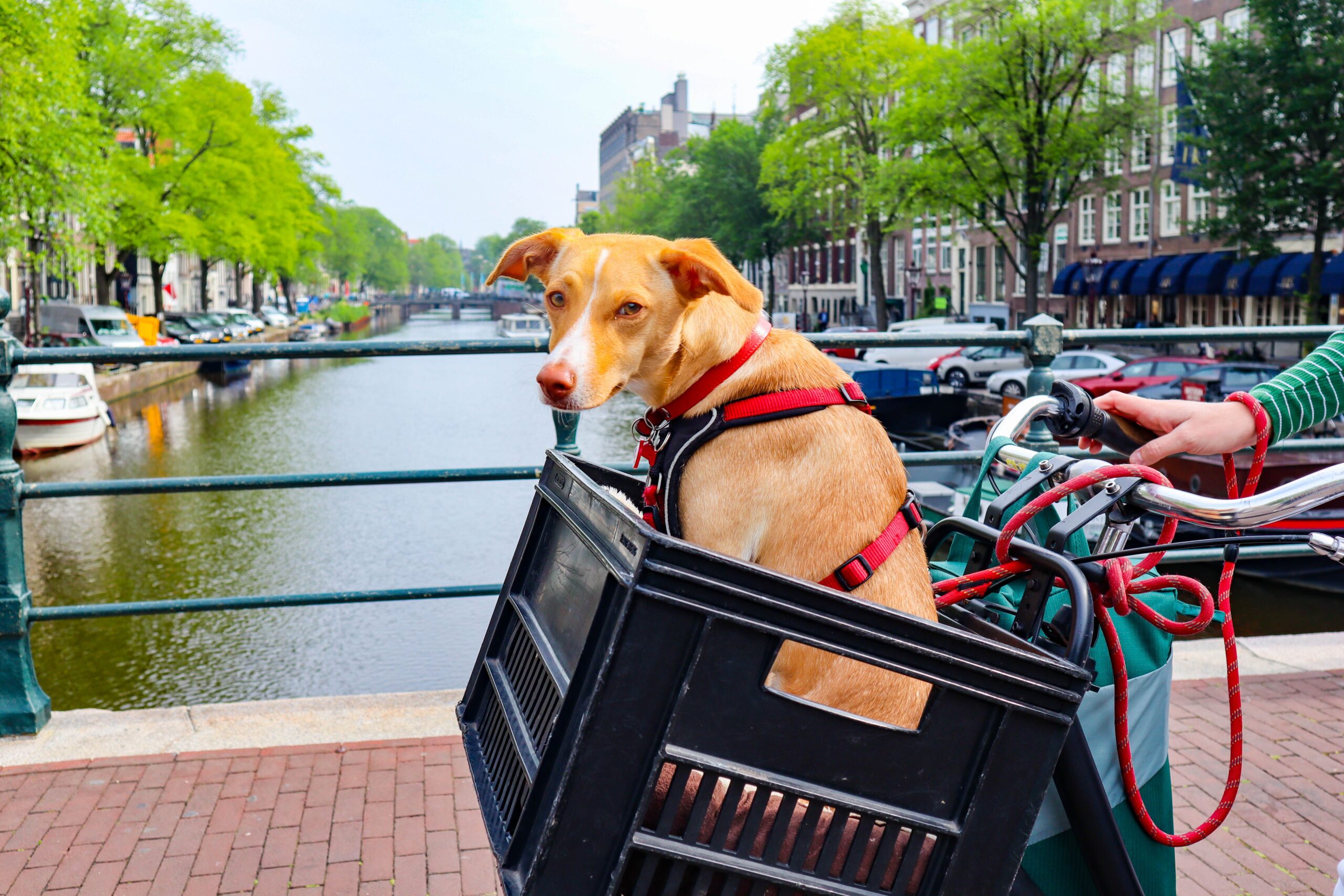 Amsterdamul are numeroase parcuri, localuri în care animalele de companie sunt binevenite și o mulțime de servicii dedicate patrupedelor. Foto: pexels.com