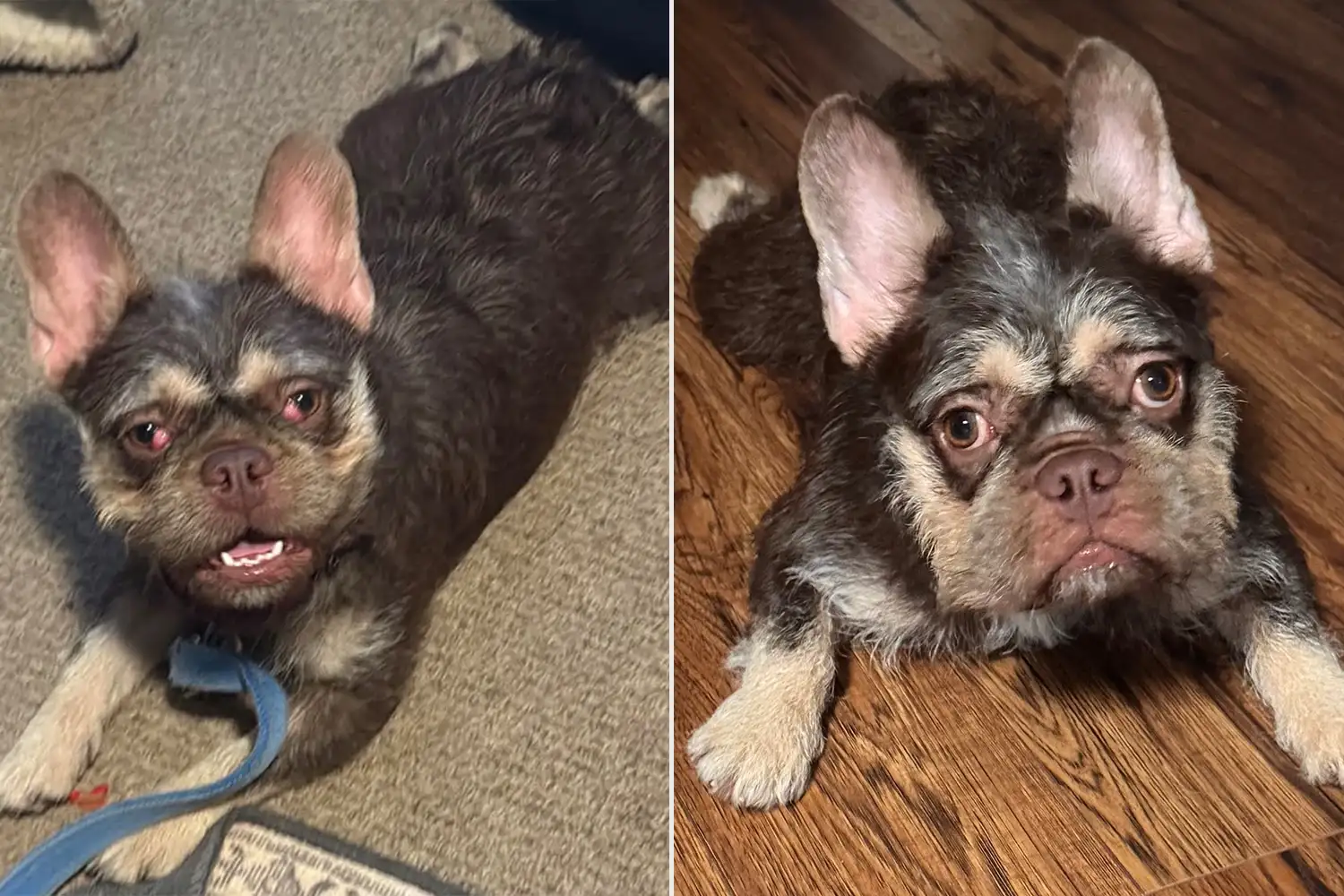 Gizmo. Sursa foto: PEOPLE World's Cutest Rescue Dog Contest
